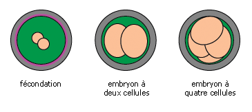 De la nidation à l'accouchement - myMaxicours