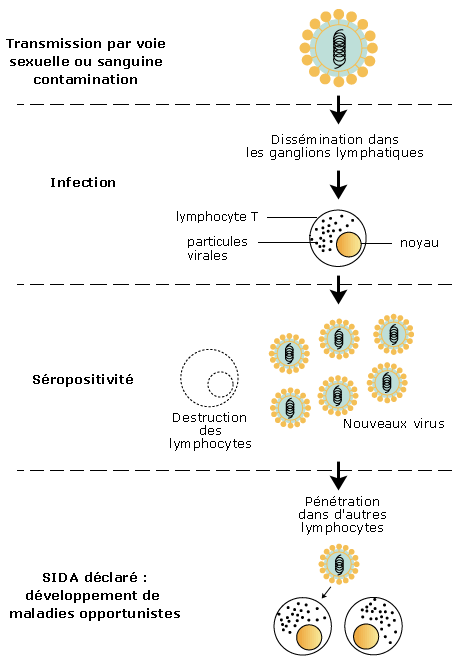 Immunod ficiences Acquises Le SIDA MyMaxicours Immunod ficiences Acquises Le SIDA MyMaxicours