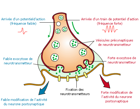 La Transmission Du Message Nerveux Les Synapses MyMaxicours La Transmission Du Message Nerveux Les Synapses MyMaxicours
