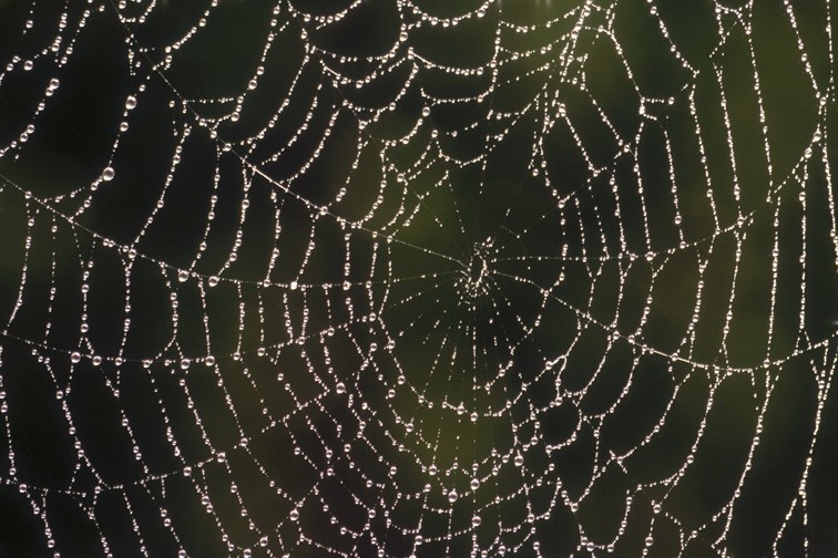 Rosée sur une toile d'araignée