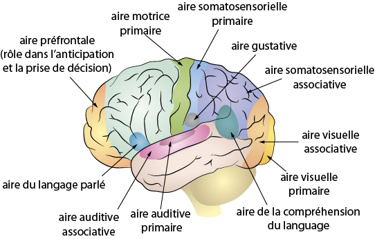 Les Aires C r brales Du Cerveau DXKDD Les Aires C r brales Du Cerveau DXKDD