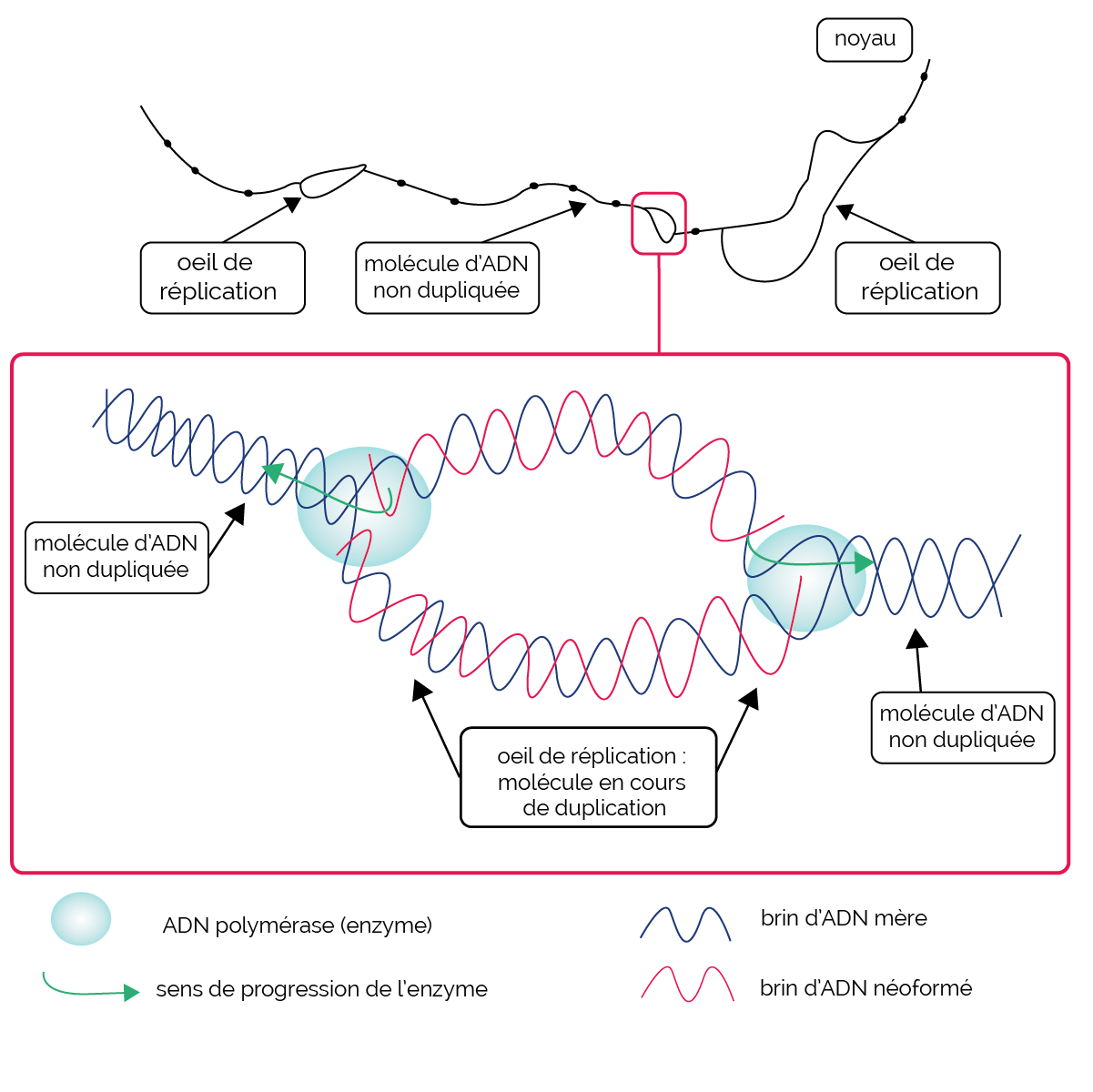Les M canismes De R plication De L ADN MyMaxicours