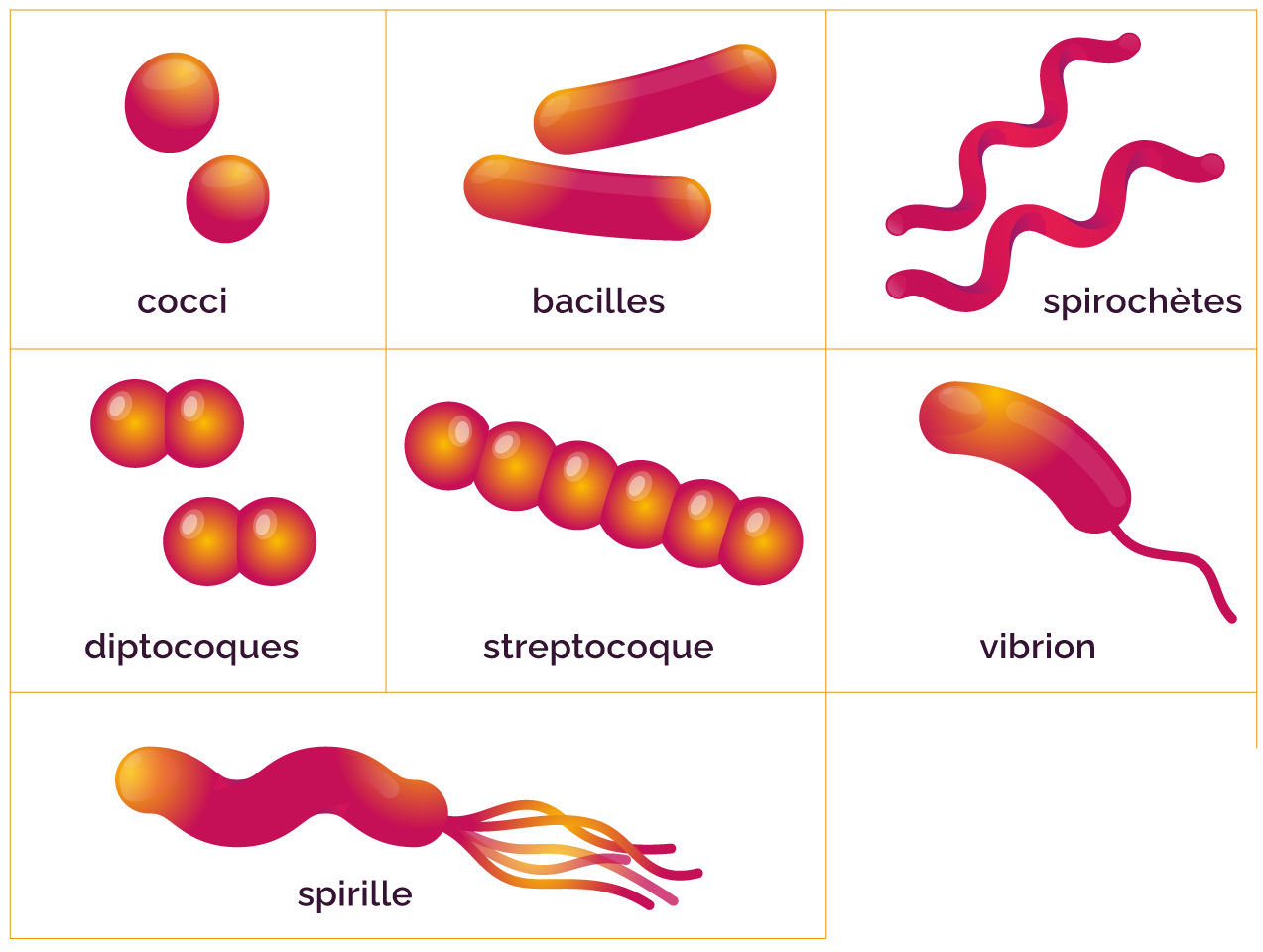 Les microorganismes bactériens - myMaxicours