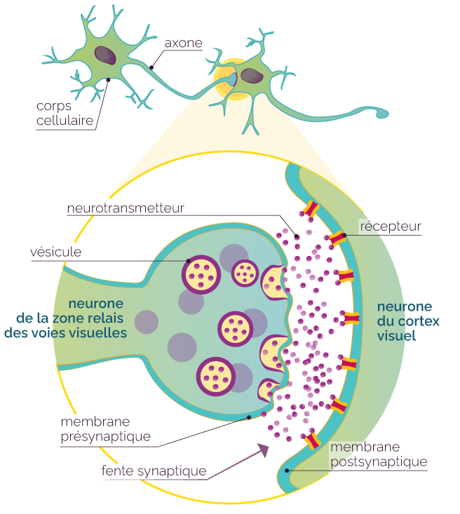 L effet Des Drogues Sur La Transmission Synaptique MyMaxicours L effet Des Drogues Sur La Transmission Synaptique MyMaxicours