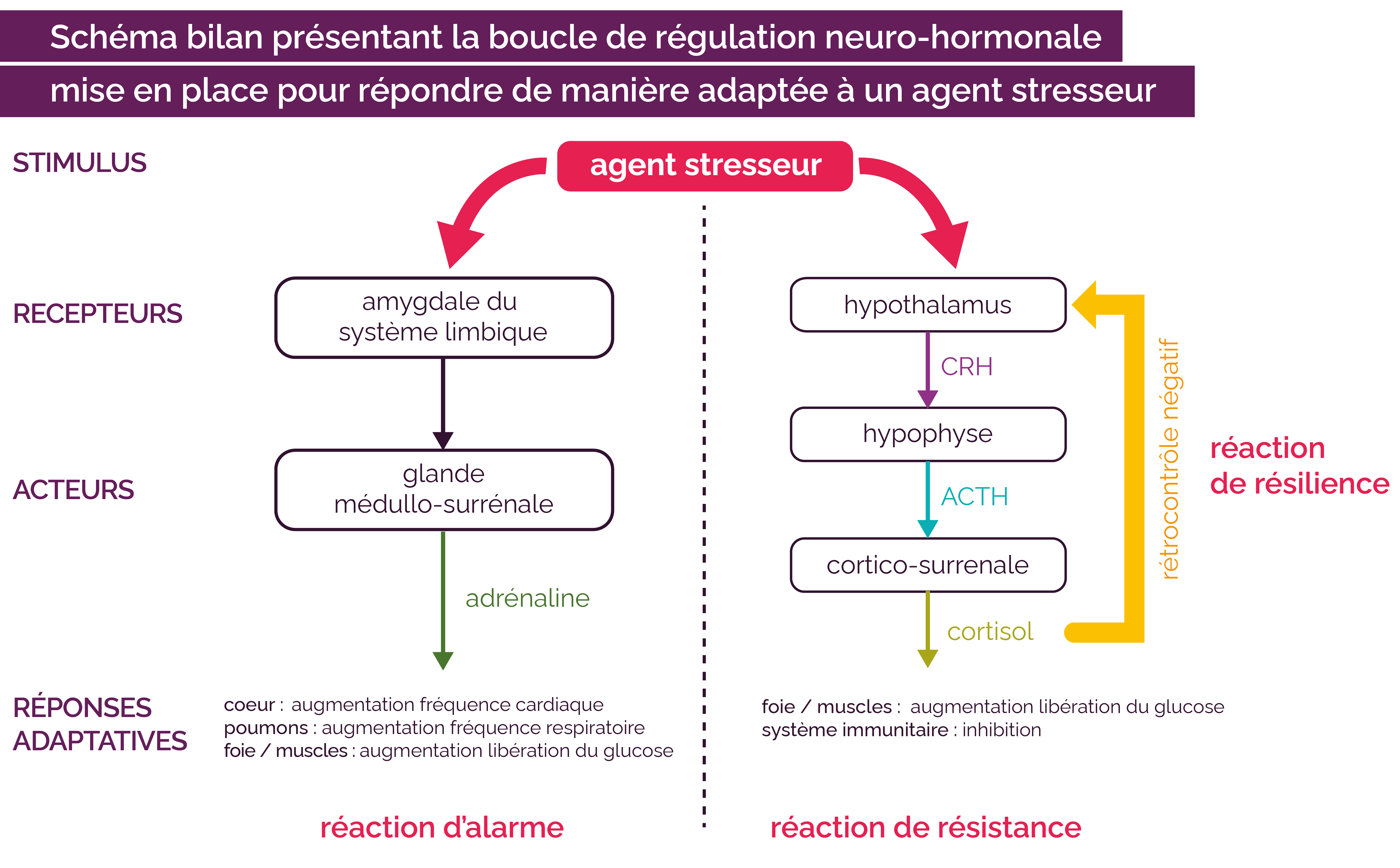 Le stress aigu : acteurs et mécanismes - myMaxicours